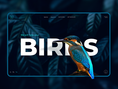 Design concept about birds birds branding bright colors design figma photoshop ui ux web design