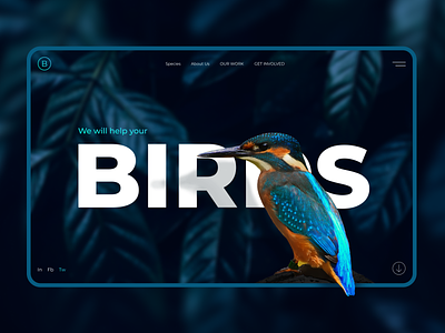 Design concept about birds