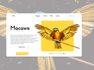 Discovery Wild Birds Website concept birds colorful creativity daily ui design endangeredspecies figmadesign macaw pets photoshop rescue typography ui ux website wildlife