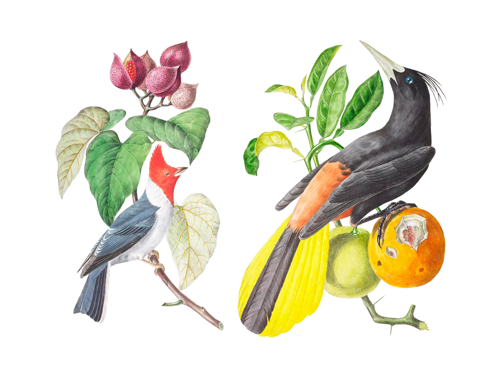 Eden Garden Illustrations Set By Pixelbuddha On Dribbble