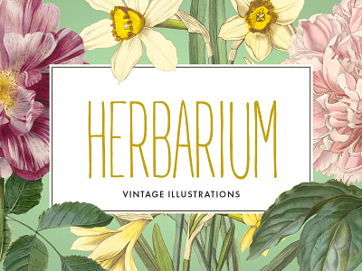 Freebie: Vintage Herbarium Illustrations botanical flower flowers hi res illustration retro vintage