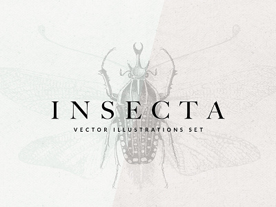 Freebie: Insecta Vector Illustrations Set beetles bugs free freebie illustration insects pixelbuddha vector