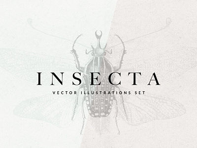 Freebie: Insecta Vector Illustrations Set