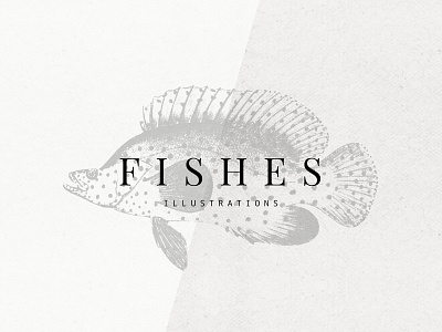 Fishes Illustrations Vector Set