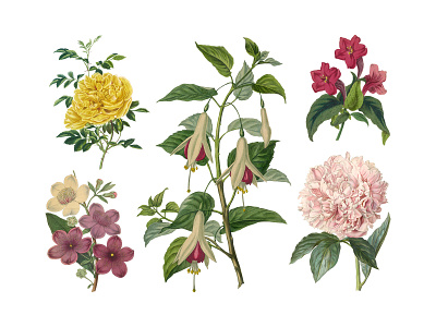 Freebie: Vintage Herbarium Illustrations #2 botanical flower flowers hi res illustration retro vintage