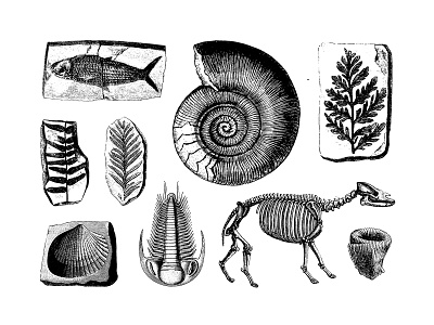 Freebie: Fossils Vector Illustrations Set elements fossils free freebie illustration paleontology pixelbuddha vector vectors