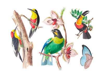 Eden Garden Illustrations Set birds clipart download exotic floral garden graphic illustration images patterns pixelbuddha tropic tropical