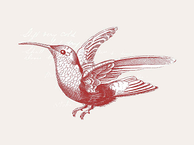 36 Engraved Bird Illustrations bird birds clipart download hummingbird illustration logo pixelbuddha vector vectors
