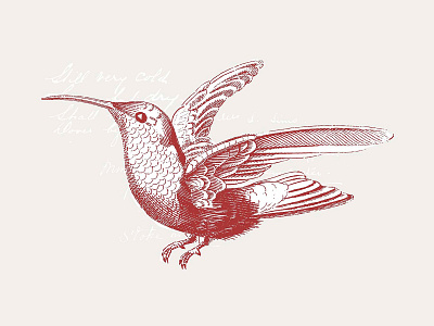 36 Engraved Bird Illustrations