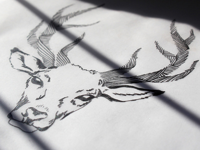 Deer Illustration