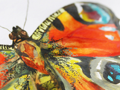 Peacock Butterfly Detail