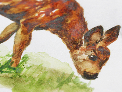 Deer Illustration Detail