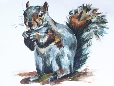 Grey Squirrel Illustration