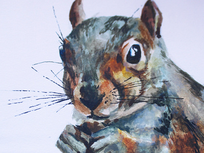 Grey squirrel detail