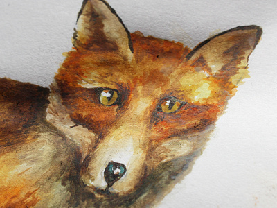 Peeping Fox Illustration animals branding colour creativity fox fox illustration graphicdesign illustration imagination narrative nature watercolor watercolour illustration watercolour painting wildlife