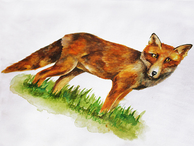Fox Illustration - Full body colour design fox fox illustration fox logo fox tail graphicdesign illustration nature photography texture watercolor watercolour illustration watercolour painting