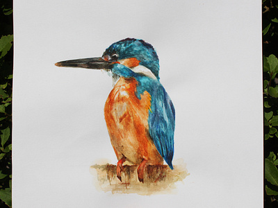 Kingfisher Illustration