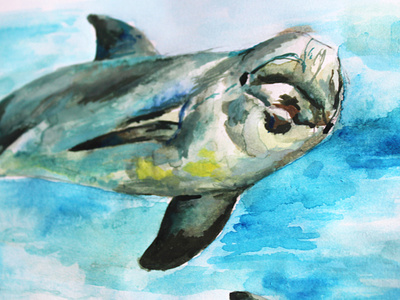 Dolphin Detail Illustration