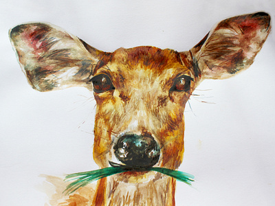 Deer Illustration