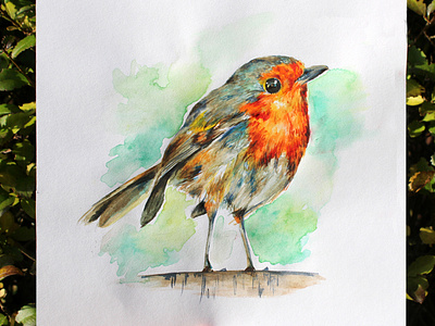 Rosy Robin