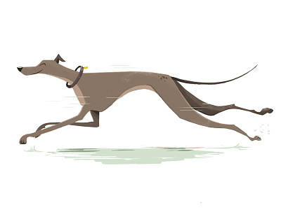 Grey Hound animal canine cartoon dog grey hound greyhound illustration running