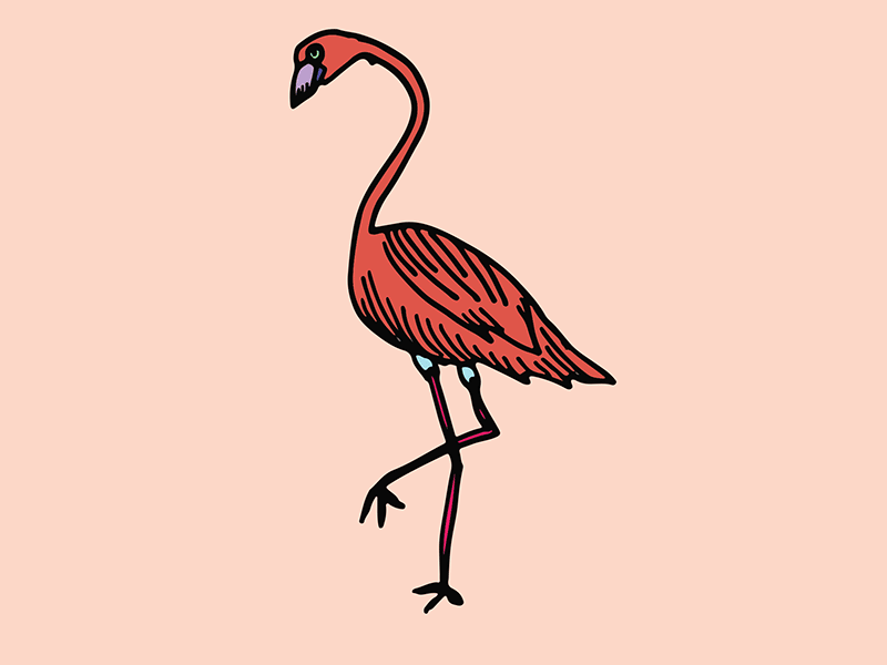 flashy flamingo