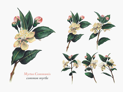 Common Myrtle botanical botanicals illustration illustration art illustrator nature nature illustration