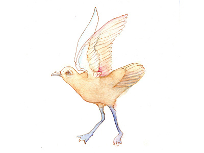 Avian 2 avian birds drawing illustration watercolor