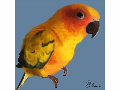 Merlin-the sun conure bird colour colourful digital painting digitalart drawing feathers illustration parrot procreate procreate app