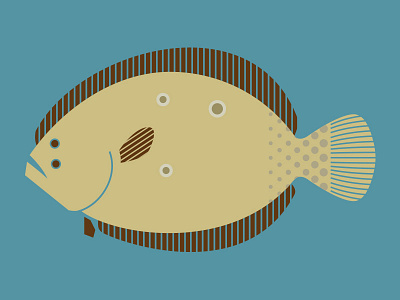 Flounder animal fish flounder illustration minimal