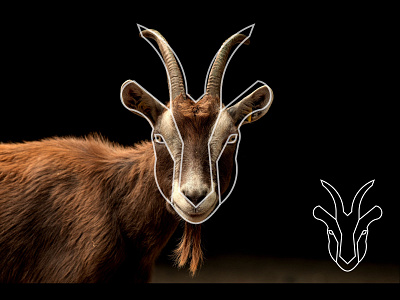 Goat Logo animation art branding design flat icon illustration illustrator logo minimal