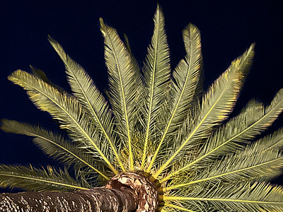 Palms at night