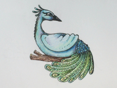 peacock illustration sketch