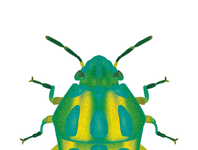 Rainbow shield bug - Color 1 design details illustration