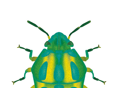 Rainbow shield bug - Color 1