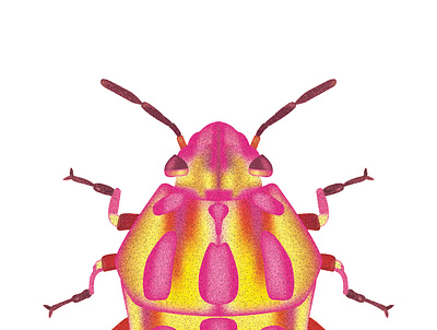 Rainbow Shield Bug - Color 3 design details illustration