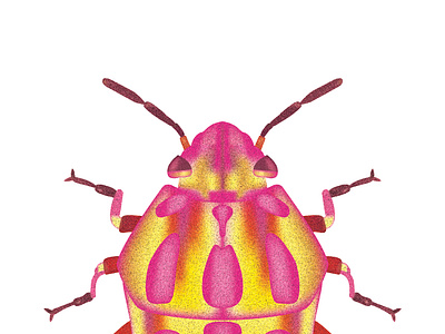 Rainbow Shield Bug - Color 3