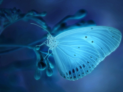 Butterfly Photo Manipulation