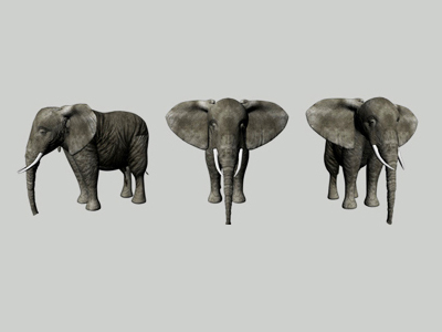 Elephant 3d modeling texture