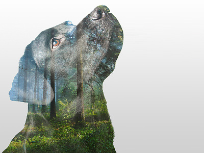 Double Exposure Test dog double exposure forest labrador nature photography