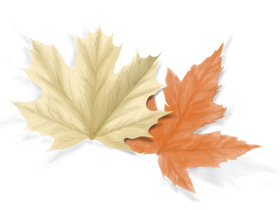 Fall leaf in procreate draw drawing leaf orange procreate