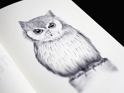 Owl Drawing ballpen bird bw drawing ink owl paper wildlife