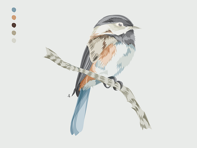 For the Birds: Day 11 bird illustration