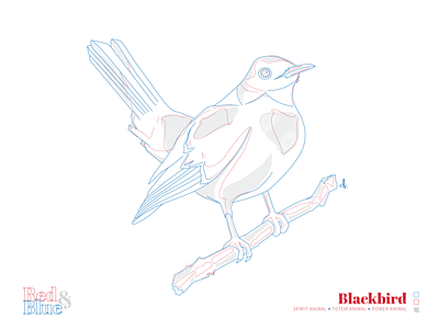Blackbird blue creative design for the birds illustration line meaning red symbolism