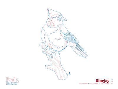 Bluejay bird blue creative design illustration meaning red symbolism