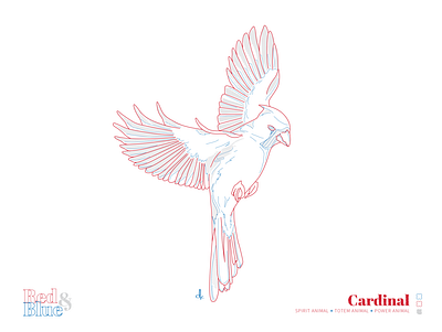 Cardinal bird blue cardinal design designs illustration line meaning red symbolism