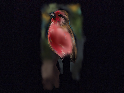 Red Bird bird illustration ipad paper