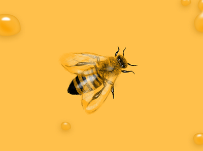 Honey Bee bee honey honeybee illustration procreate