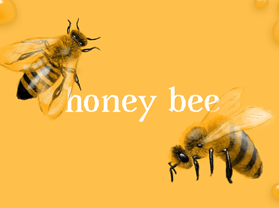 Honey Bee II bee honey honeybee illustration procreate scientific illustration