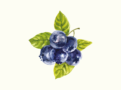 Watercolor blackberry with leaves blackberry branding graphic design illustration leaves logo vector watercolor